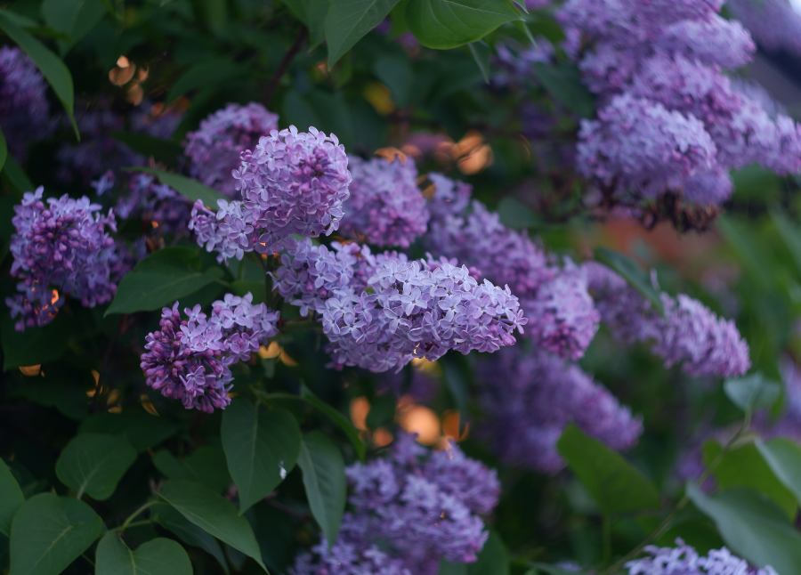 Arnold Arboretum at Harvard University