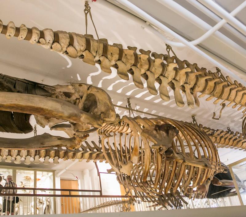 Massachusetts Whale Trail