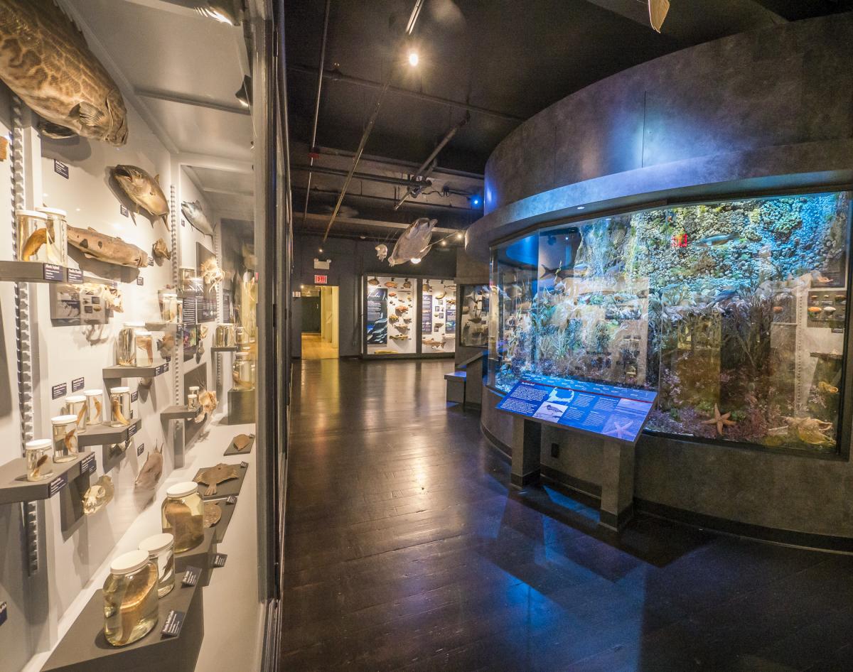 Harvard Natural History Museum