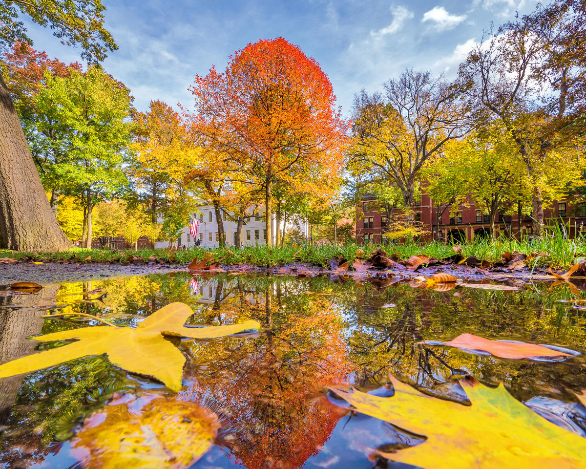Harvard Square Foliage