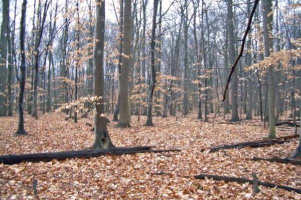Five Mile Woods