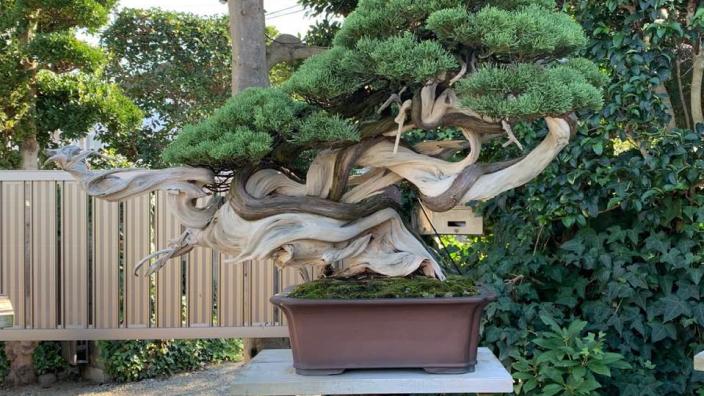 Rosade Bonsai Studio