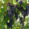 Buckingham Valley Vineyards & Winery
