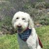 Bentley from the Burbs