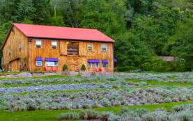 Peace Valley Lavender Farm