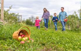 Apple Picking