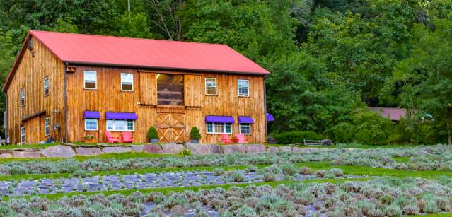 Peace Valley Lavender Farm