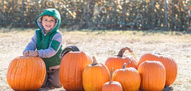 Pumpkin Picking at Shady Brook Farm