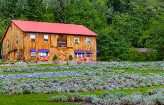 Peace Valley Lavender Farm