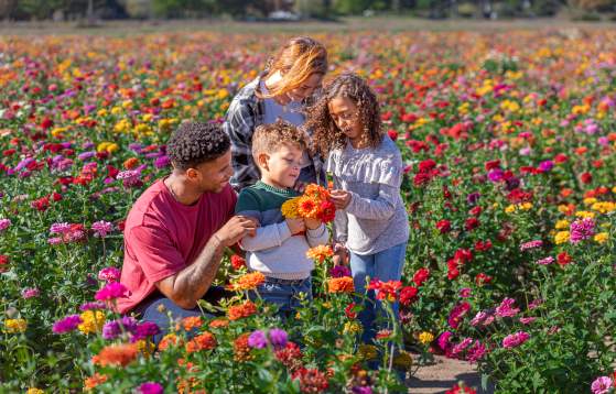 Shady Brook Farm flower picking