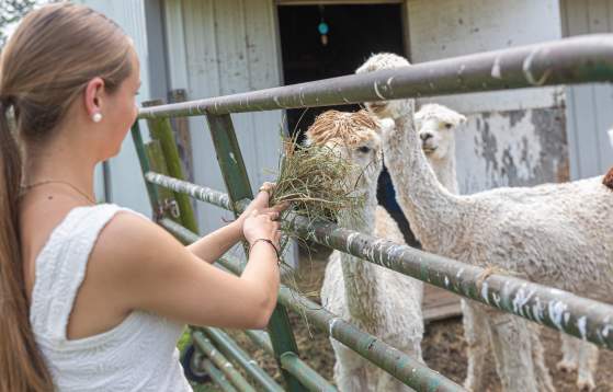 VBC_-_Bucks_County_Alpacas-10_xy62fb