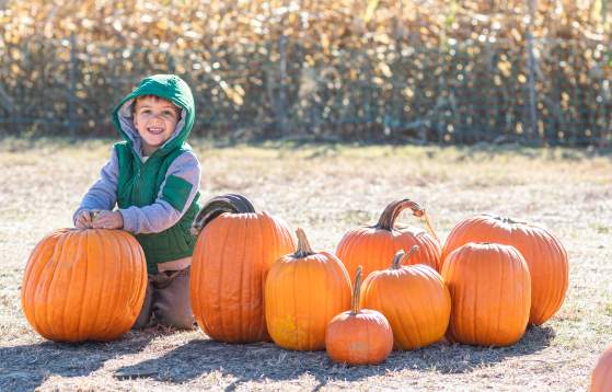 Pumpkin Picking at Shady Brook Farm