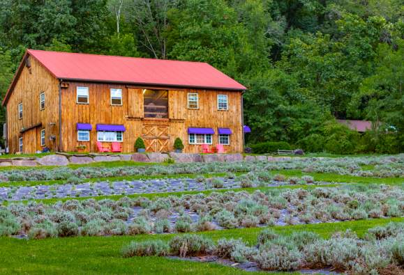 Peace Valley Lavender Farm