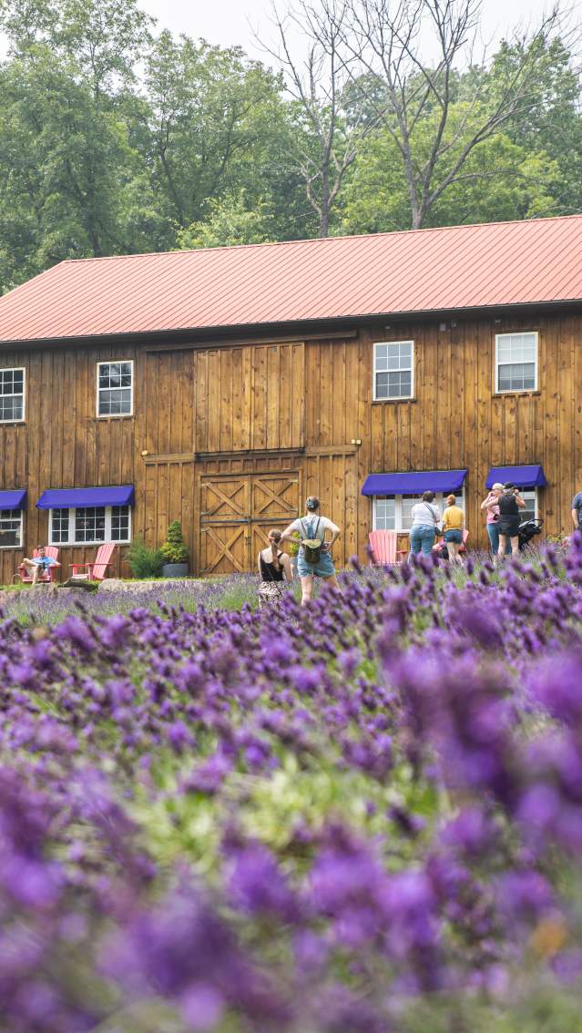 Peace Valley Lavender Farm