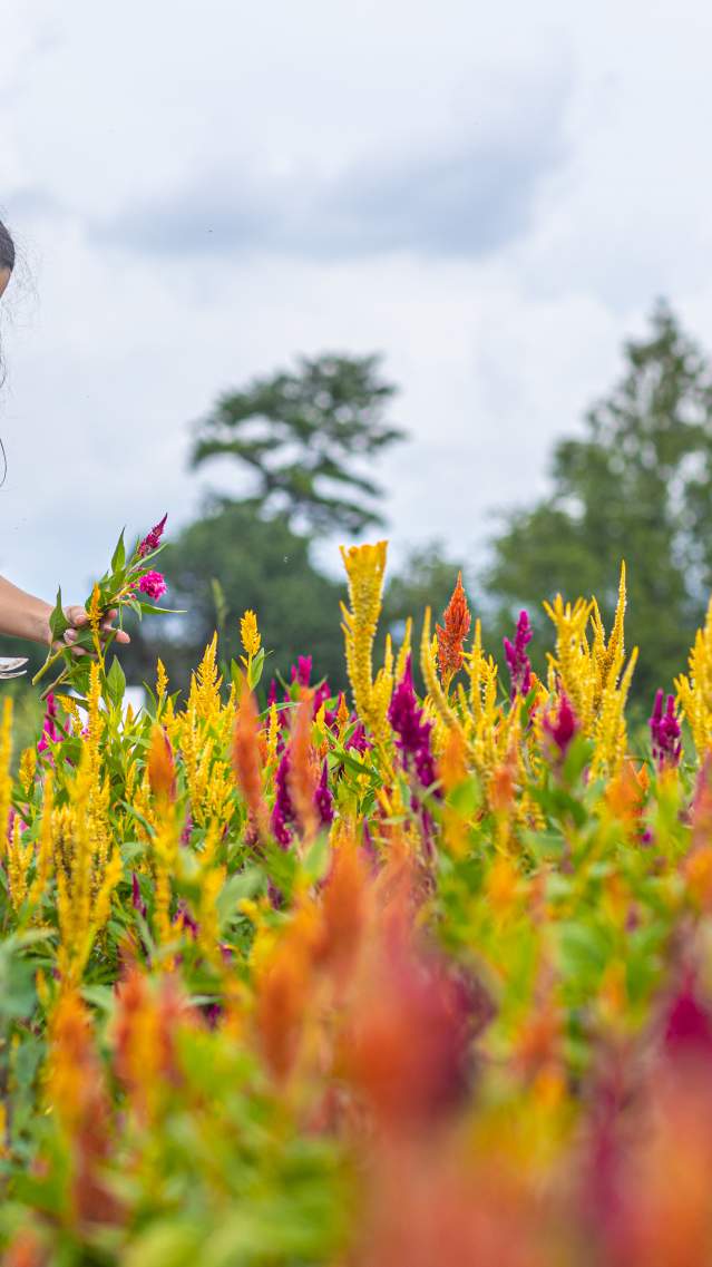 Shady Brook Farm Flower Picking