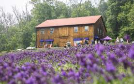 Peace Valley Lavender Farm