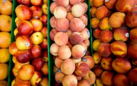 A group of fresh peaches, showcasing their bright red, yellow and orange hues, placed on a green background.