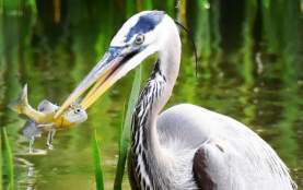 Heron at Peace Valley (Photo Courtesy @lisa_levin47/Instagram)