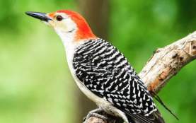 Red-bellied woodpecker (Photo Courtesy @lisa_levin47/Instagram)