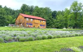 Peace Valley Lavender Farm blog post