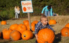 Pumpkin Picking