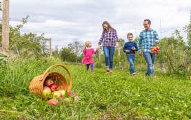 Apple Picking