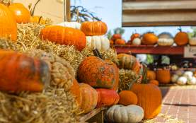 Pumpkins