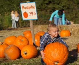 Pumpkin Picking