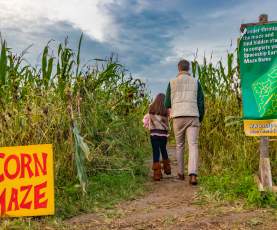 Snipes Farm corn maze