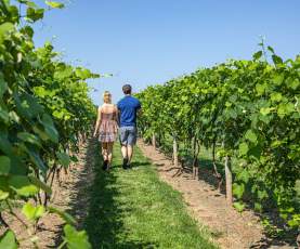 Crossing Vineyards