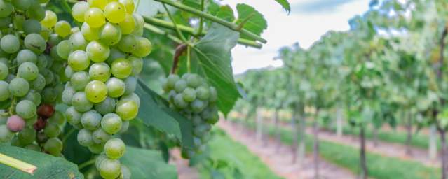 Buckingham Valley Vineyards