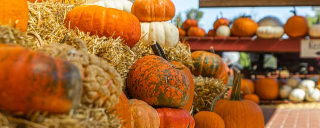 Pumpkin Picking in Bucks County