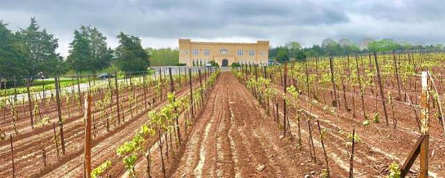 A Vineyard In Bucks County