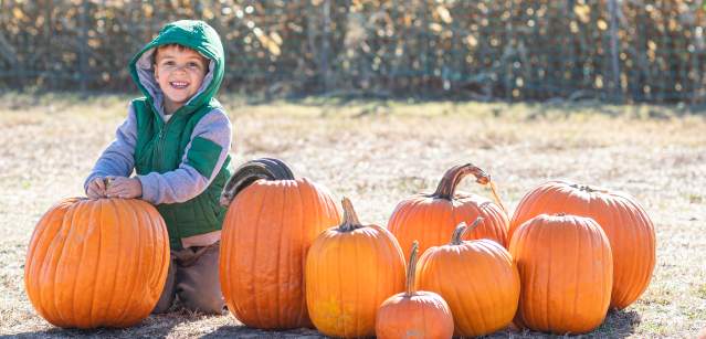 Pumpkin Picking at Shady Brook Farm