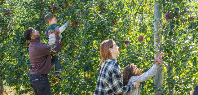 Apple Picking at Shady Brook Farm