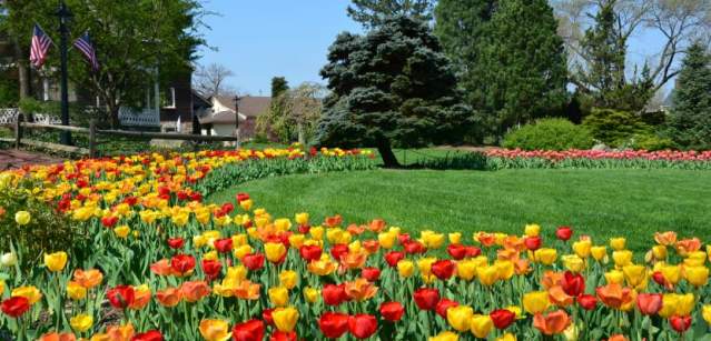 spring flowers
