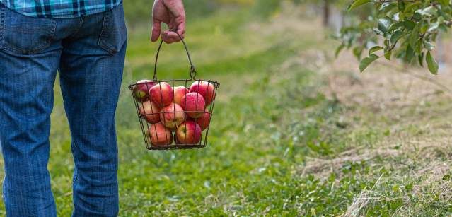 Apple Picking