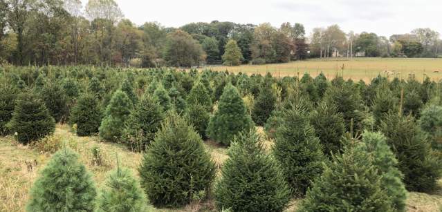 McArdle's Holiday Farm