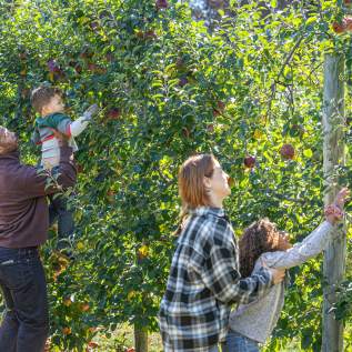Apple Picking at Shady Brook Farm