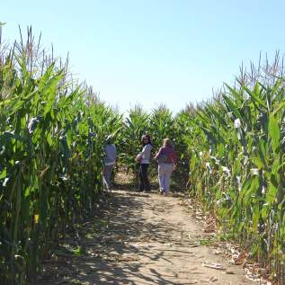With family festivals throughout the year, fun is always in season at Shady Brook Farm!