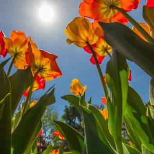Springtime in Bucks County
