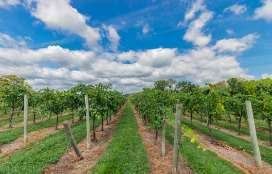 Buckingham Valley Vineyards & Winery