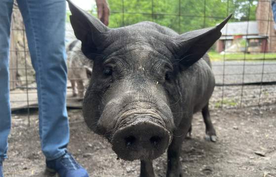 Ross Mill Farm Pigs