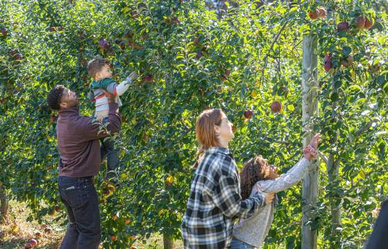 Apple Picking at Shady Brook Farm