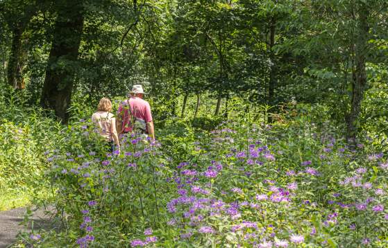 Bowman's Hill Wildflower Preserve