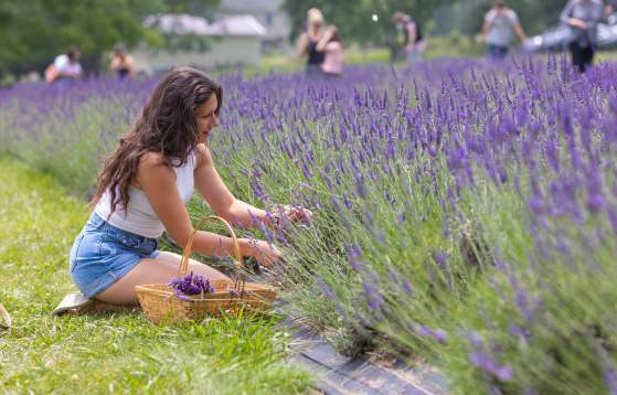 Peace Valley Lavender Farm