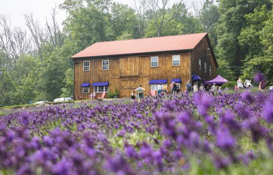 Peace Valley Lavender Farm