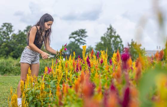 Shady Brook Farm Flower Picking