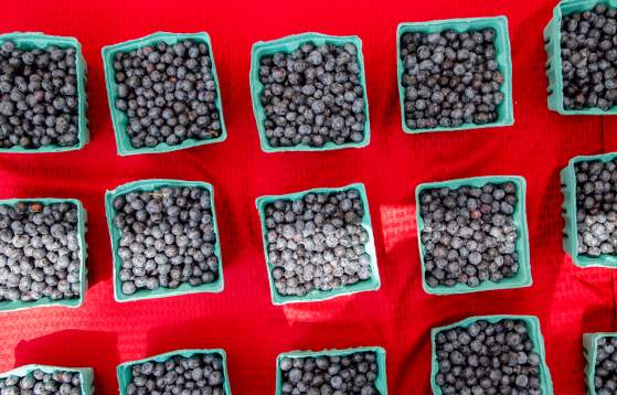 Fruit at Bluegrass & Blueberries