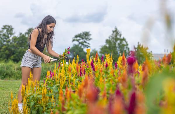 Pick-your-own Fun in Bucks County